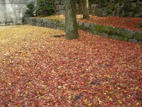 手前紅葉、奥は銀杏