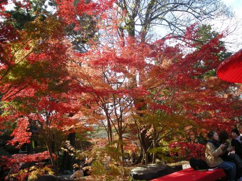 ぜんざいやお団子を食べながらの紅葉見物も最高でっす