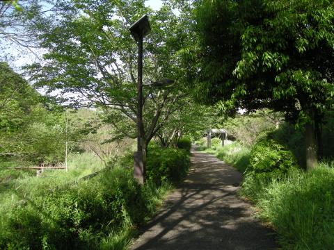 いたち川朝ラン　風景写真など撮りながらゆっくり