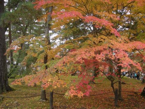 一つの木でもいろんな色の葉っぱがあるんですねぇ