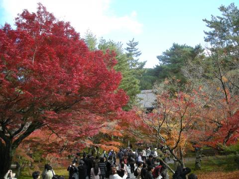 南禅寺はこれまであまり綺麗な紅葉が見れた経験がなかったのですが、今回はタイミングがバッチリでした