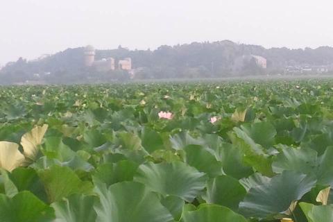 蓮の花が今の時期見頃です。
