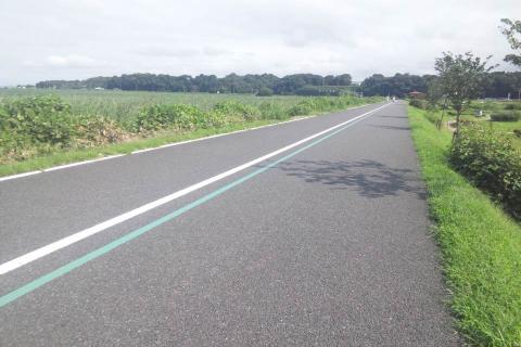ヘルメットの様な亀さんが通過したあとの道。足取り早かった。写真撮れず残念。