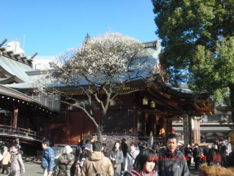 湯島天神、梅がだいぶ咲いてました。