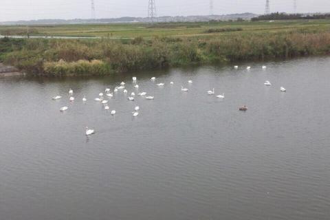 途中白鳥の集団に遭遇。40羽くらいいる。