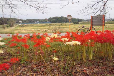 紅白の彼岸花!珍しいでしょ!!