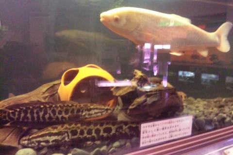 雷魚とソウギョ。
