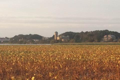 手賀沼のハスはここ2週間でだいぶ色づきました。