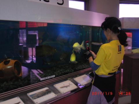 水の館で手賀沼に生息するでかい魚を激写するはな嬢。