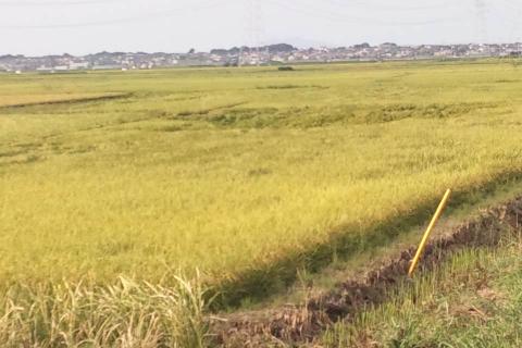 稲穂はすっかり色づいて、頭が垂れた稲穂も沢山。間もなく稲刈りですね。この前のGWに田植えの手伝いを下ばかりなのに。向こうに見えるのは筑波山▲。
