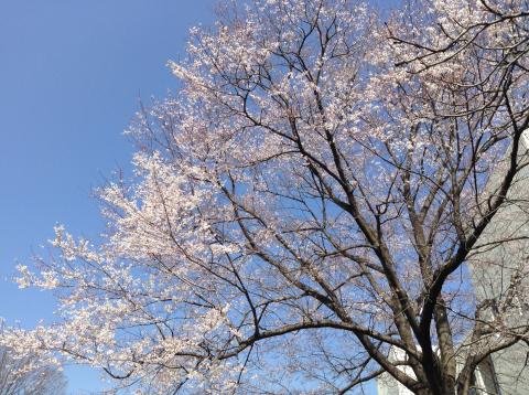 麗沢大学の桜!はやい!