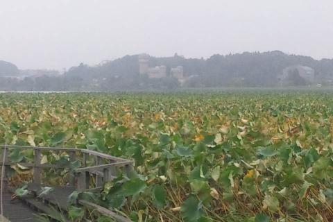 手賀沼のハスは、ここのところの寒さで一気に色づきました。