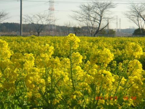 船戸の森から手賀沼公園に向かう途中。菜の花が満開。春ですね。