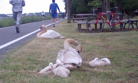 レース前日の調整