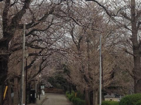 柏公園は2部咲き。