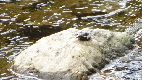 清流にしか住まないというカジカガエル。