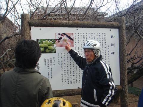 この近くにお住いの方が説明をしてくれた。
めしべがたくさんあるので、ブドウの房のように梅の実がなるらしい。