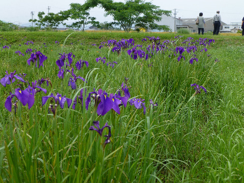 ハナショウブが咲き掛けてきた。