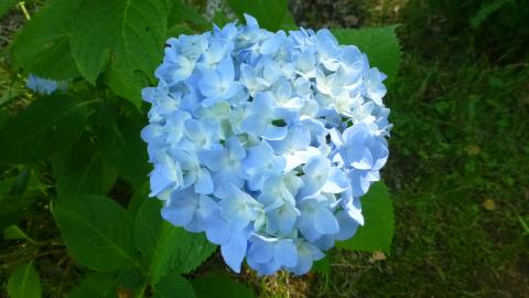 今年初めて見たアジサイ。天気は晴れだが梅雨らしい感じになった。(^_^;)