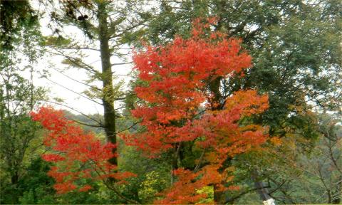 外宮内勾玉池付近の紅葉