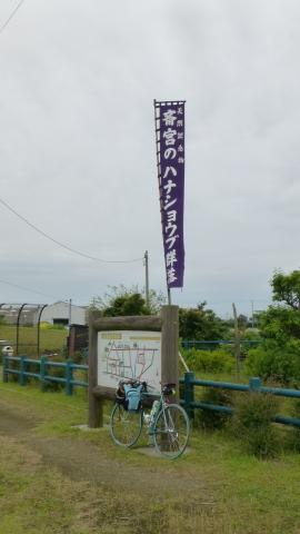 前回来たときは「斎宮まつり」という幟だった。
この幟を見ても、前回はまだ花が咲く前だったと思う。