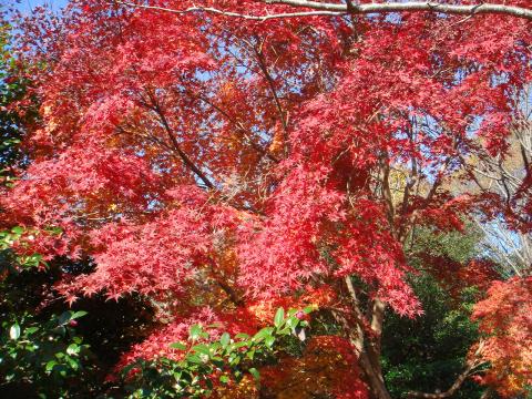 おまけ：本日の紅葉
