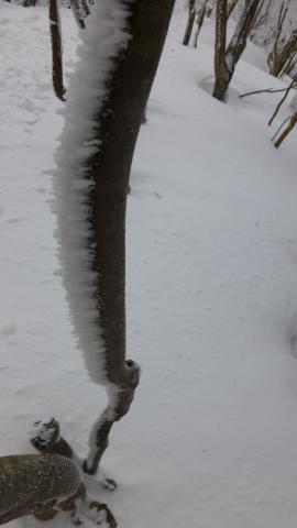 三嶺山の霧氷