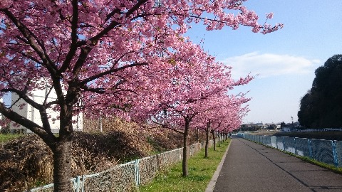 河津桜満開！&31キロ。