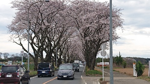 海軍道路、背の高い桜並木のため、自動車だと意外に見にくい。