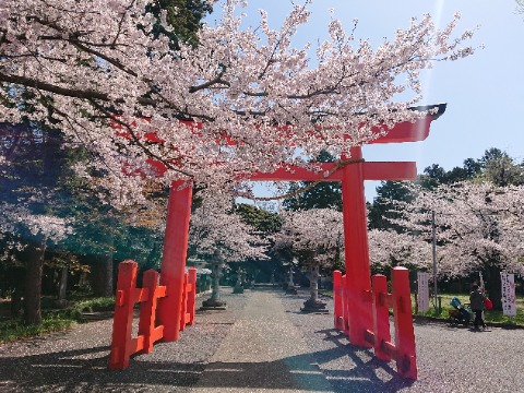 諏訪神社、広場の桜も満開。