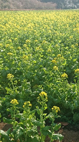 普段は中原街道から見下ろしている市民の森から続く菜の花畑。