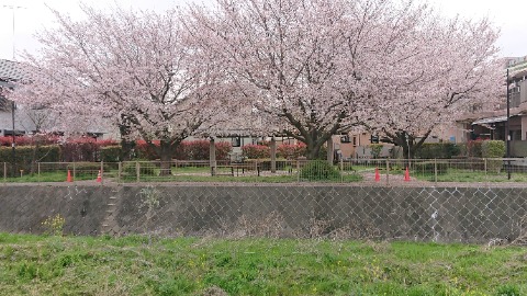 境川を北上、三本桜がちょうど満開。