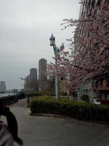 ここは、永代橋の遊歩道！いつも桜がきれいな場所です！CMや雑誌の撮影などによく使われるスポットです(*^^)v