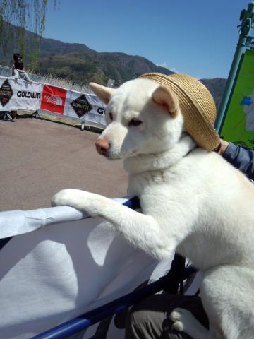 お父さん犬～♪　太郎くんです。。。しっかりランナーを応援しています！