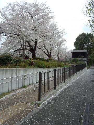 すっかり花びらのジュータンになっていました！この横では昼間から宴会が始まっていましたよ！