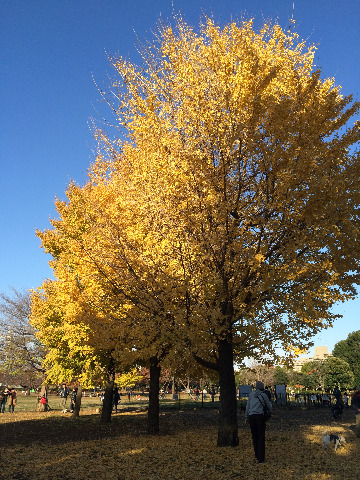 いつもの公園のイチョウの樹　　もう見ごろも終わりです。。。　　また来年もきれいな黄葉を見せてね（*^_^*）