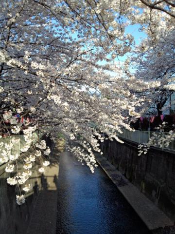 高井戸駅付近！桜が本当にきれい！下は神田川。。。