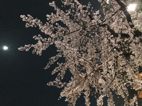 代々木公園の桜は満開
