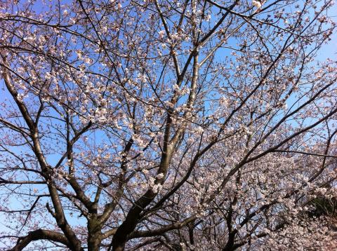 山崎公園にて。