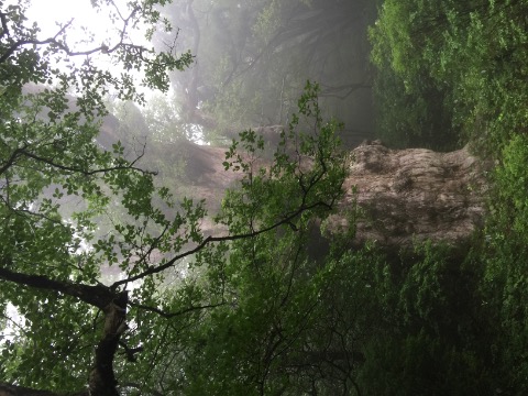 圧巻の縄文杉