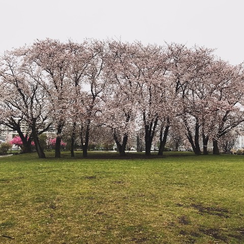 １１本の桜が横並びに。　高台を登った公園に、この景色が待ってくれていました