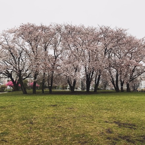 11本の桜が横並びに。 高台を登った公園に、この景色が待ってくれていました