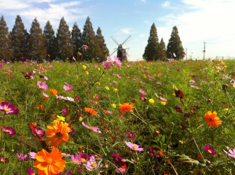 あけぼの山農業公園:コスモスが見頃