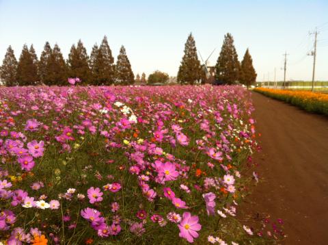 いつものあけぼの山公園
コスモス