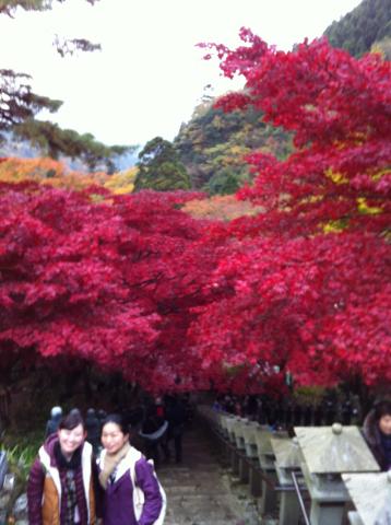 見事な紅葉Vol.2