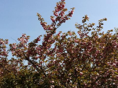 高安山分岐付近の八重桜