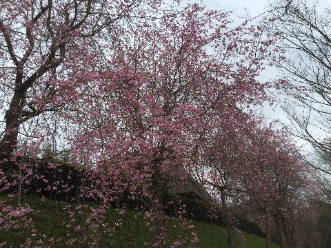 大和民俗公園のしだれ桜