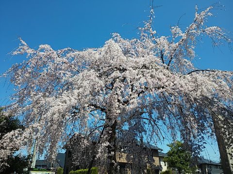 確かに一見の価値あり、です。元気もらいました。