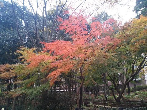 だいぶ色づいてきました