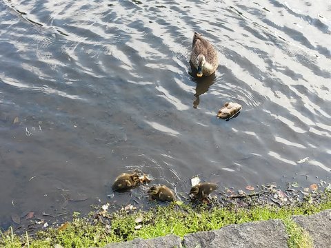 せせらぎ公園にて